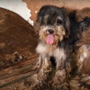 Dog Undergoes Transformation After She’s Saved From The Most Squalid Conditions