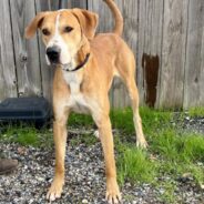 Dozens Of At-Risk Shelter Dogs Are Waiting To Board A Flight To Freedom