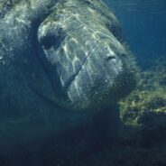 Florida Manatees Continue to Face Difficult Times as Food Sources Dwindle