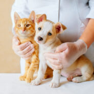 Foods that Support Your Dog or Cat’s Kidneys