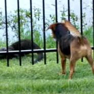 Friendly Otter Befriends Curious Beagle In Adorable Evening Ritual