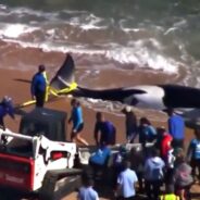 Geriatric Orca Strands Self on Flagler County Beach, Succumbs to Illness Before Rescuers Could Intervene