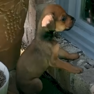 Giant Great Dane Helps Tiny Rescue Pup Come Out Of Her Shell