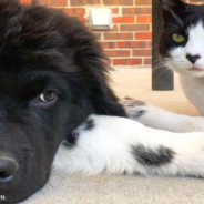 Giant Newfie Dog And Bold Cat Become The Best Of Friends