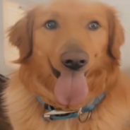 Golden Retriever Alerts Pregnant Owner To Dangerous Infection