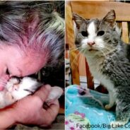 Good Samaritan Rescues Senior Cat Who Was Frozen To The Ground, Unable To Move