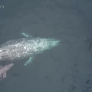 Gray Whale Giving Birth Captured on Video by Nearby Whale-Watching Group