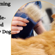 Grooming Your Double-Coated Fluffy Dog at Home