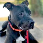 Handsome Boy Not Cut Out for Shelter Life Struggles with Hectic, Overcrowded Environment