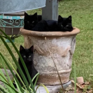 Homeowner Finds Six Black Cats Hanging Out In His Yard