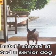 Hotel with a Heart: Traveler Posts about Hotel that’s Given an Old Dog a Forever Home