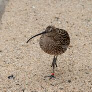 How Did Some Birds Lose the Ability to Fly? Evolution’s Mysterious Ways