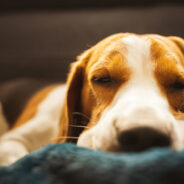 How the Bond You Share with Your Dog Can Influence His Sleep Patterns