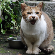 How The “Trap Neuter Return” Method Saves Stray Cats Around The World