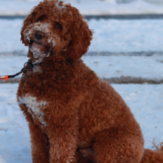 How To Get Snowballs Out Of Your Dog’s Fur