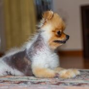 How to Treat Alopecia in Dogs