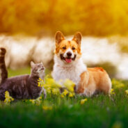 How Your Dog or Cat’s Gut Microbiome Affects Overall Health