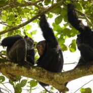 Humans Can Understand Gestures Made By Apes, New Study Finds