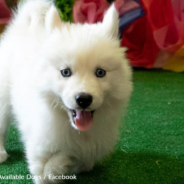 Husky Born With Rare “Flipper Feet” Searches For A Forever Family