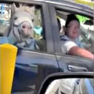 Hysterical Video Captured of a Horse in a Car at a McDonald’s Drive-Thru in New South Wales