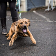 Is Your Dog Leash Reactive?