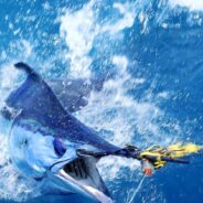 Join the Conservation Efforts to Save the Western Atlantic Blue Marlin