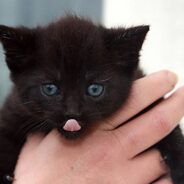 Kitten Rescued From Middle of Road, Brought to Vet with Head Injuries