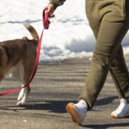 Large Dog Breeds Often Found In Shelters Who Make Great Workout Buddies