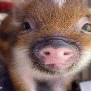 Little Rescue Pig Loves Kisses From His Foster Mom