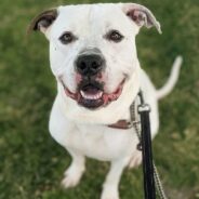 Long-Stay Shelter Dog Has No Idea Why Someone Hasn’t Snapped Him Up Yet