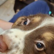 Mars Ambassadors Help Austin Pets Alive! Save *More* Puppies From Parvo and Distemper