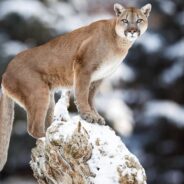 Mountain Lions Near Colorado Town Kill 15 Dogs in 30 Days!