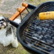 My Dog Ate Charcoal! What Do I Do?