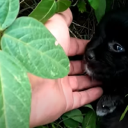 Orphaned Puppies Depend On Each Other For Comfort