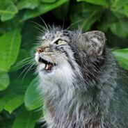 Pallas’s Cats Discovered in Eastern Nepal for the First Time Ever