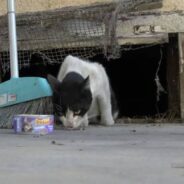 Paralyzed Stray Cat Walks Again After Being Rescued Off The Street