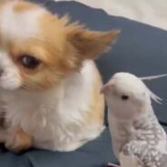 Parrot Cannot Contain Its Excitement for Christmas and Sings Jingle Bells to a Dog