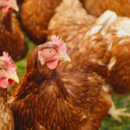 People Are Showing Off Their Chicken Coops Amidst Rising Egg Prices