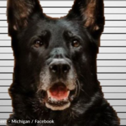 Police Department Investigates Dog For Break Room Lunch Theft