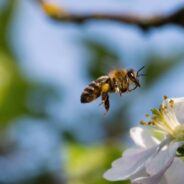 Pollinator Loss Lowers Healthy Crop Production, May Lead to Hundreds of Thousands of Excess Deaths