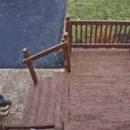 Puppy Steals Package From Amazon Driver Before He Can Take A Photo Of It