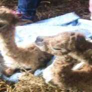 Rare Footage! Farm Welcomes the Birth of Alpaca Twins Named Maisie and Rosie