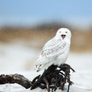 Rare Snowy Owl Makes A California Roof Its Temporary Home And No One Knows Where It Came From