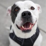 Rescue Dog “Spot” Still Waiting on Forever Home and Love He Deserves Nearly a Year Later