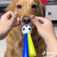 Retriever Owner & Dog Make Beautiful “Music” Together in Viral TikTok with Toy Horn