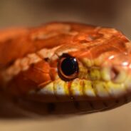 Scotsman Freaked Out by 4-Foot Corn Snake Living in Late Aunt’s Kitchen Sink