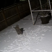 Security Camera Captures Raccoon Playing In The Snow