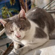 Senior Cat Rescued When Family Gets Rid of Him for Being a ‘Nuisance’