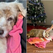 Senior Dog Missing For 7 Years Is Found Abandoned In Hotel Room