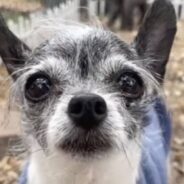 Senior Dog Returned To Rescue For Wanting To Sleep In Bed With Parents